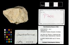 Foto (Objekt + Etikett) von Gastrodorus sp.  (NHMW-GEO-2014-0194-0700)